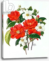 Постер Ходжсон Урсула (совр) Camellia Adolf Audusson
