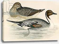 Постер Моррис (акв, птицы) Pintail Duck