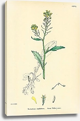 Постер Nasturtium Amphibium. Great Yellow-cress. 1