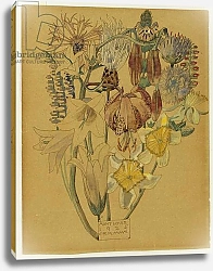 Постер Макинтош Чарльз Mont Louis - Flower Study, 1925