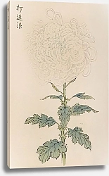 Постер Хасегава Кейка Keika hyakugiku, Pl.29