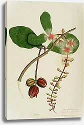 Постер Неизвестен Barringtonia racemosa