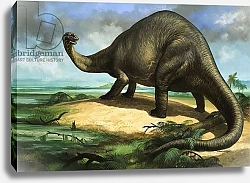 Постер Филлипс Уильям (дет) Apatosaurus