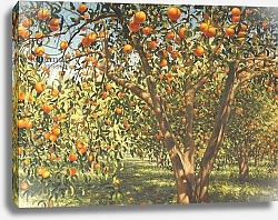 Постер Хампел Ангус (совр) Silence under the oranges I, 2012