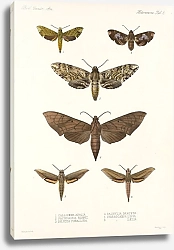 Постер Годман Фредерик Insecta Lepidoptera-Heterocera Pl 002