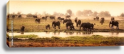 Постер Африканские слоны у воды