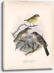 Постер Птицы J. G. Keulemans №38