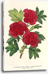 Постер Лемер Шарль Cratægus oxyacantha, var. flor. coccin. plenis