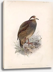 Постер Птицы J. G. Keulemans №76