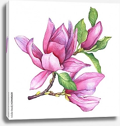 Постер Ветка розовой магнолии Лилифлора