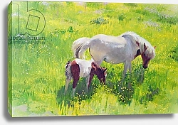 Постер Айреленд Вильям (совр) Piebald horse and foal