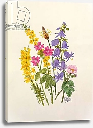 Постер Ходжсон Урсула (совр) Bluebells, Broom, Herb Robert and other wild flowers