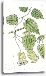 Постер Эдвардс Сиденем Green-flowered Clematis