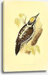 Постер Three-Toed Woodpecker