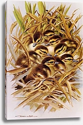 Постер British Birds - Mallard