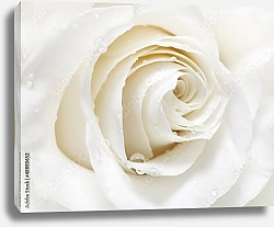 Постер Белая роза макро с каплями
