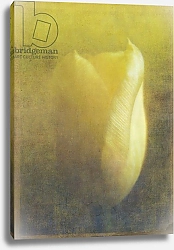 Постер Лильха Йохан Tulip 3