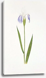 Постер Iris laevigata var. albopurpurea