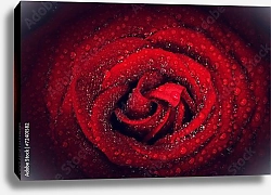 Постер Красная роза в каплях росы 2