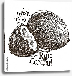 Постер Иллюстрациями с кокосовыми орехами
