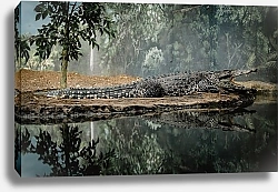 Постер Крокодил у зеркального озера