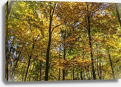 Постер Осенний лесной полог