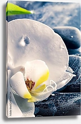 Постер Белая орхидея. Макро
