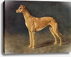Постер Чевиот Лилиан The Successful Coursing Greyhound Bitch Age of Gold