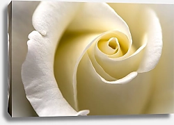 Постер Белая роза макро 1