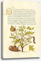Постер Хофнагель Йорис Insect, English Hawthorn, Caterpillar, and European Filbert