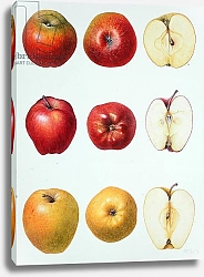 Постер Эден Маргарет (совр) Six Apples, 1996
