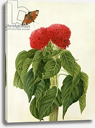 Постер Коньерс Джон (бот) Celosia Argentea Cristata and Butterfly