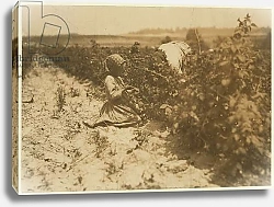 Постер Хайн Льюис (фото) A six year old Polish girl picking berries all day with her family at Rock Creek near Baltimore, Maryland, 1909
