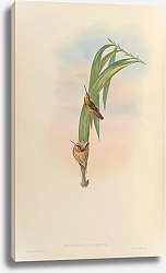 Постер Phaethornis Pygmaeus
