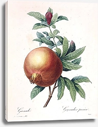 Постер Плод граната