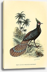 Постер Napoleon's Peachock-Pheasant