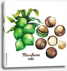 Постер Акварельные орехи макадамии
