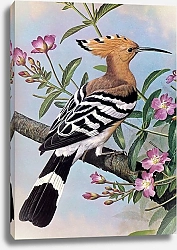 Постер British Birds - Hoopoe