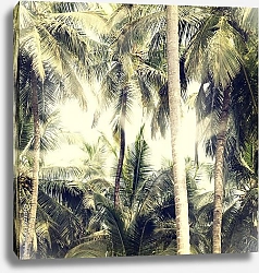 Постер Пальмы