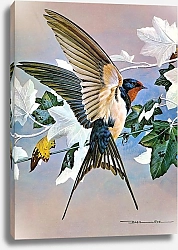 Постер British Birds - Swallow