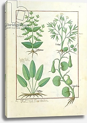 Постер Тестард Робинет (бот) Ms Fr. Fv VI #1 fol.122r Euphorbia Lathyris, Beechwort, Mint and Fig, c.1470
