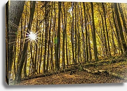 Постер Солнце в осеннем лесу