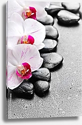 Постер Камни. Орхидеи