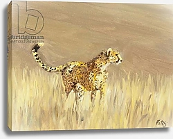 Постер Сандерс Франческа (совр) Cheetah study 1, 2015