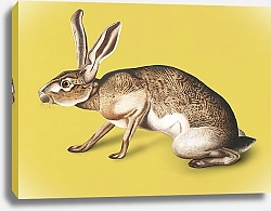 Постер Техасский заяц