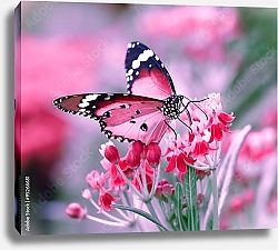 Постер Постер с бабочкой в розовых тонах
