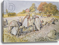 Постер Ларсон Карл Digging Potatoes, 1905
