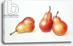 Постер Эден Маргарет (совр) Red Pears, 1996