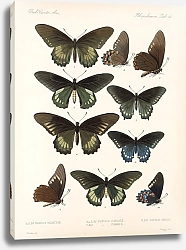 Постер Годман Фредерик Insecta Lepidoptera-Rhopalocera Pl 067