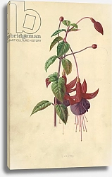 Постер Хулм Фредерик (бот) Fuchsia